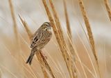 Savannah Sparrow,  Северна Америка ; Коментари:15