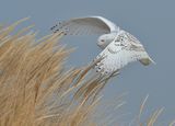Бяла сова ; comments:32