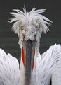 къдроглав пеликан/Dalmatian pelican/Pelecanus crispus ; comments:19