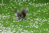 A squirrel on a meadow ; comments:8
