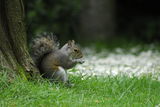 Squirrel ; comments:4