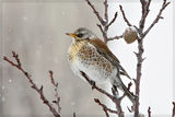 Хвойнов дрозд (Turdus pilaris) ; comments:8