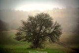 Самотно дърво в мъглата ; comments:1