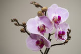 Орхидея ; comments:4