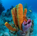 Yellow tube sponge ; Коментари:17