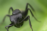 Черна градинска мравка - Lasius niger ; comments:3