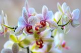 Orchidaceae ; comments:6