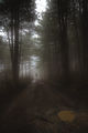 Мъгливата гора ; comments:5