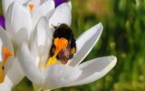 Работна пчеличка ; comments:5