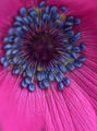 Anemone pavonina ; comments:3