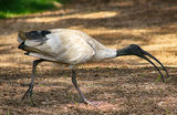 Австралийски бял ибис/Threskiornis moluccus ; Коментари:2