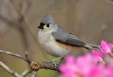 tufted titmouse (Baeolophus bicolor) ; comments:6