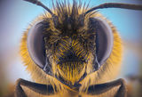 Пчела ; comments:1