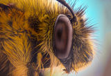 Пчела ; comments:1