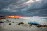 Portuguese man o&#039; war ; Коментари:6