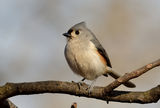 Titmouse ; comments:6