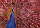 peacock ; comments:2