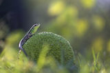Ивичест гущер (Lacerta trilineata) ; comments:65