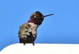 .Anna&#039;s hummingbird (Calypte anna) ; comments:2