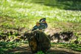 Mandarin duck ; comments:1