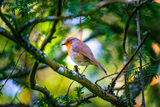 European robin ; Comments:11