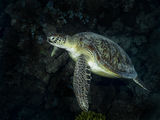 Морска Зелена костенурка ; comments:5
