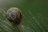 Snail ; comments:2