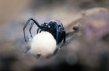 Фалшив паяк вдовица (Steatoda paykulliana) ; Коментари:9