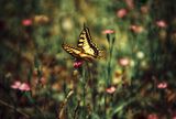 Пеперуда ; comments:9
