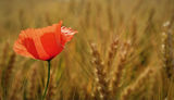 The spring of the lonesome poppies ; comments:12
