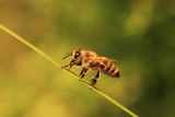 Пчеличката Мая ; comments:3