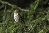 Поен дрозд / Turdus philomelos ; comments:6