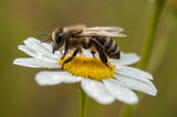 перфектното Насекомо-Пчела ; comments:6