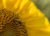 Медоносната пчела / Apis mellifera ; No comments