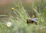 Европейска блатна костенурка (Emys orbicularis) ; comments:45