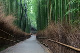 Бамбуковата гора в Арашияма, край Киото ; comments:4