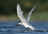 гривеста рибаркa/Sandwich tern/Sterna sandvicensis ; Коментари:20