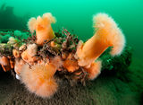 Plumose sea anemones ; comments:6