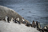 African Penguins (jackass penguins) ; comments:2