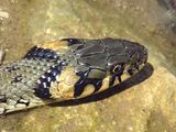 Жълтоуха водна змия ; comments:5