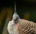 Crested pigeon (Ocyphaps lophotes) ; Коментари:4