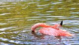 swimming  in hot day at the flamingo bay ; comments:1