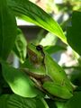 Жаба дървесница(Hyla orientalis) ; comments:2