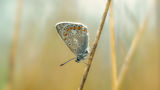 Про бабочку голубянку ранним утром на лугу ; comments:6