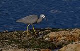 Australian birds: White-faced heron (Egretta novaehollandiae) ; comments:4