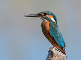Kingfisher ; comments:14