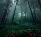 Misty forest time ; comments:20