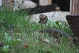 Поен дрозд(Turdus philomelos) ; No comments