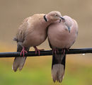 гугутки/Collared dove/Streptopelia decaocto ; comments:21
