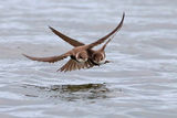 брегови лястовици/Sand martin/Riparia riparia ; Коментари:33